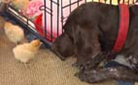 Baby Chicks Investigate Chester the Dog!